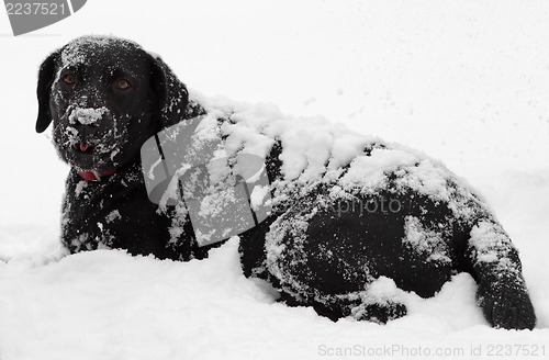 Image of Black labrador dog snow covered