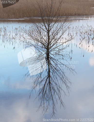 Image of Lonely tree and its reflection