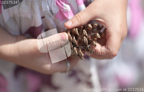 Image of Pinecone in hands