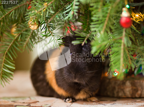Image of Guinea-pig at Christmas tree
