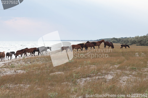 Image of Herd of Horses
