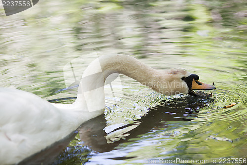 Image of Big mute swan searching for food in water