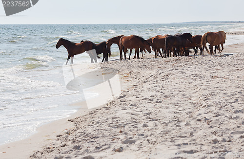 Image of Wild horses on the beach