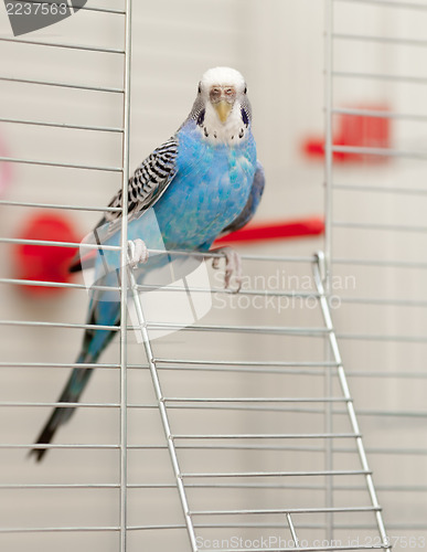 Image of Blue budgie
