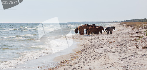 Image of Herd of wild horses