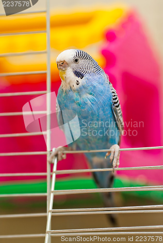 Image of Blue budgie