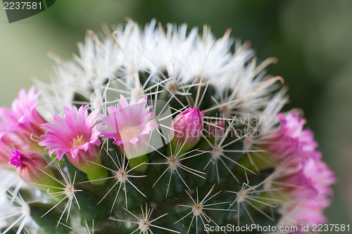 Image of Cactus flowers