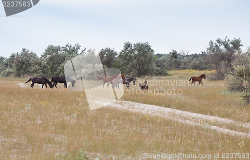 Image of Wild horses