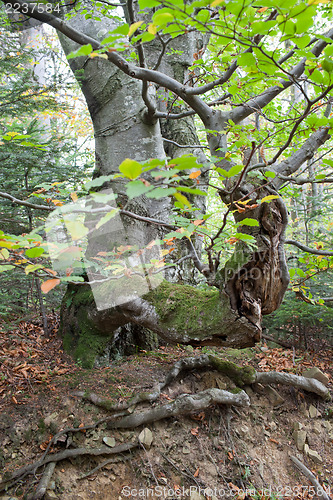 Image of Gnarled beech tree