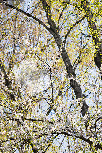 Image of Trees in the spring