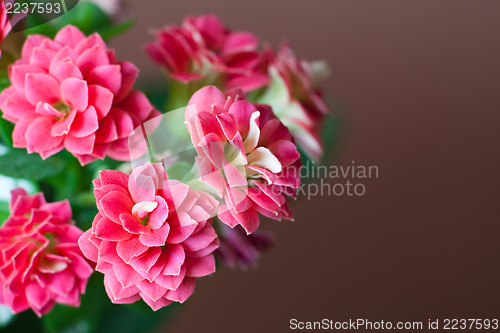 Image of Pink flowers