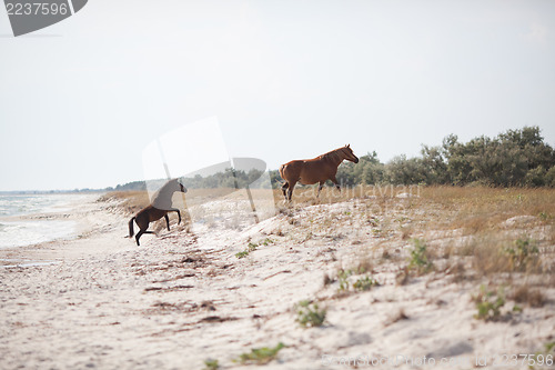 Image of Wild horses on the beach
