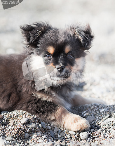 Image of Pretty puppy on the beach