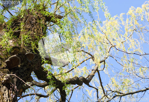 Image of Willow with fresh spring leaves
