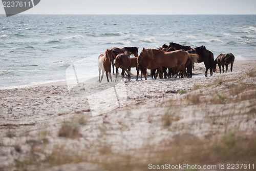 Image of Wild horses on the beach