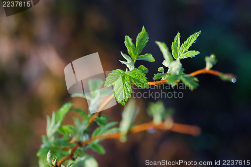 Image of Fresh spring leaves
