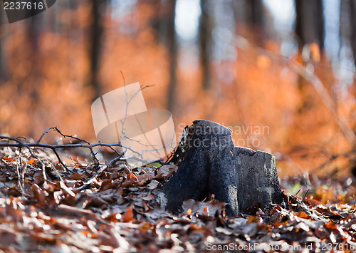 Image of Tree stump