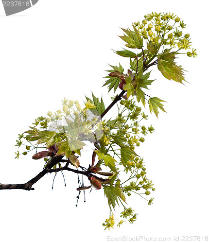 Image of Maple branch with leaves and blossom