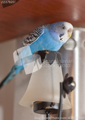 Image of Budgie on lamp