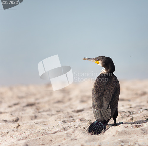 Image of Cormorant