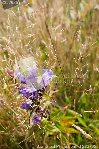 Image of Giant bellflower on meadow