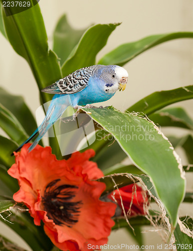 Image of Blue budgie eats leaf