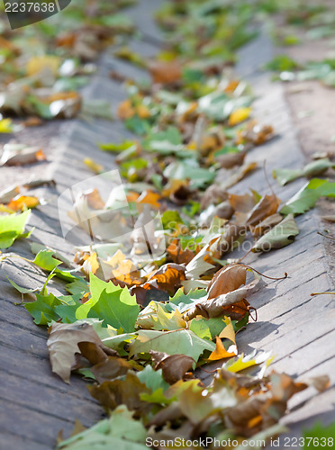 Image of Autumn park