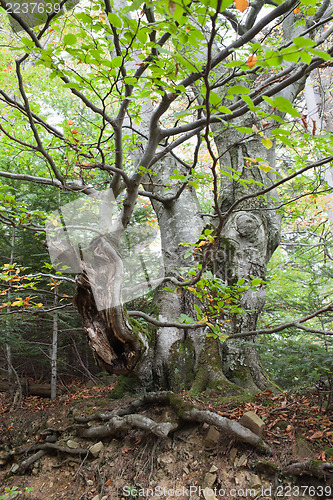 Image of Gnarled beech tree