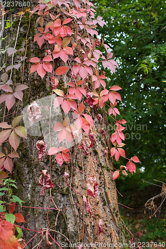 Image of Autum red ivy leaves