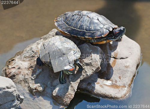 Image of Tortoises on stone