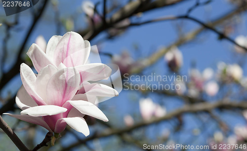 Image of Magnolia flower