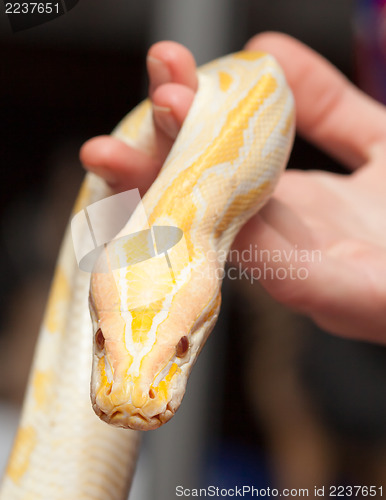 Image of Close up of albino python