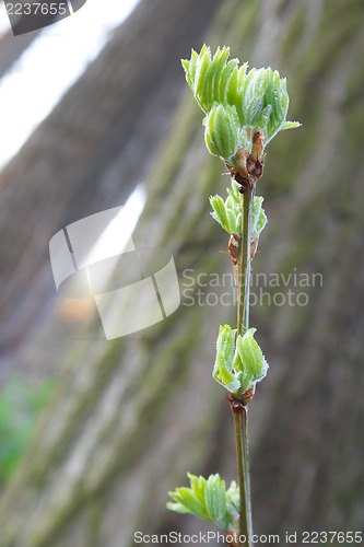 Image of Fresh spring leaves