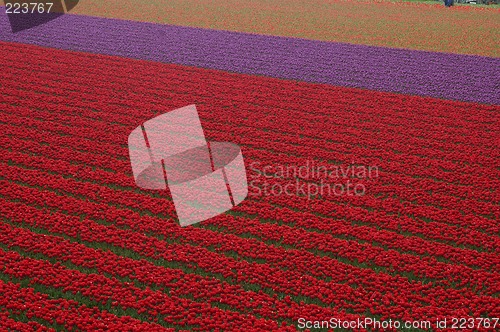 Image of Tulip fields