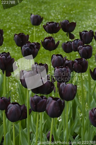 Image of Black Tulips