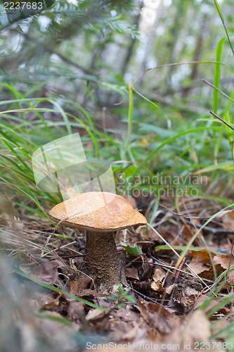 Image of Leccinum