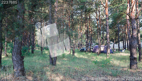 Image of Camping at pine forest