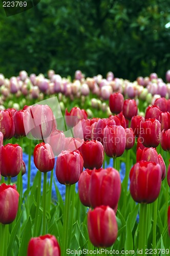 Image of Tulip fields