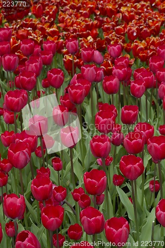 Image of Tulip fields