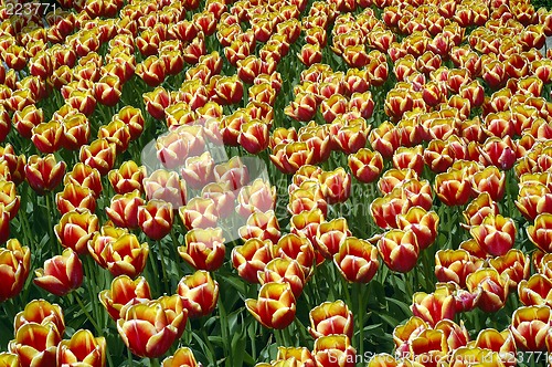 Image of Tulip fields