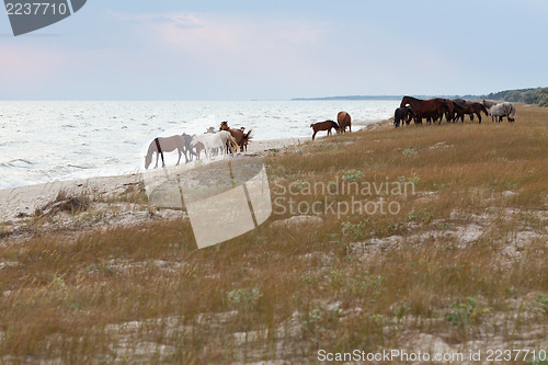 Image of Wild horses on the beach