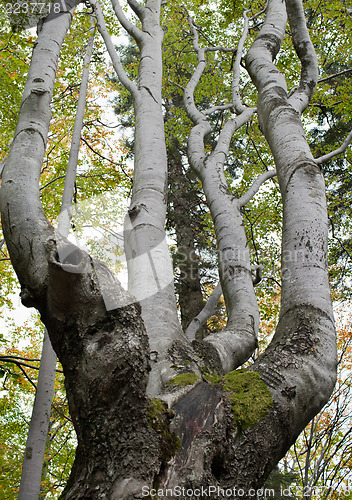 Image of Gnarled beech tree