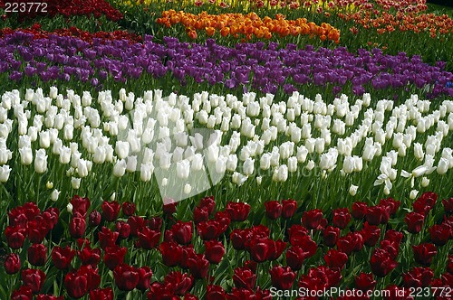 Image of Tulip fields