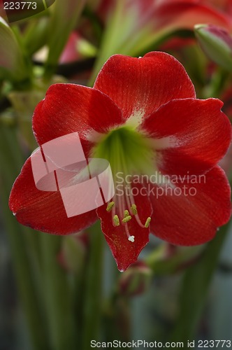 Image of Red Flower