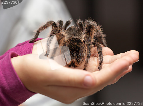 Image of Big hairy tarantula