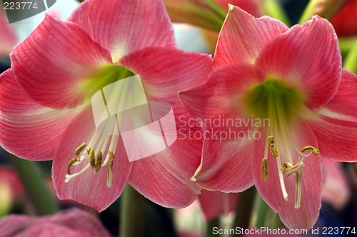 Image of Red Flower