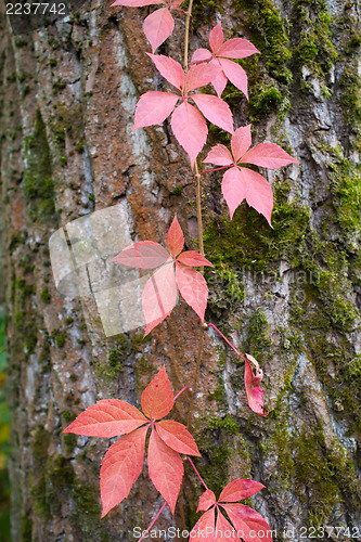 Image of Autumnal red ivy leaves