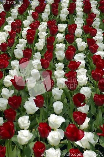 Image of Tulip fields