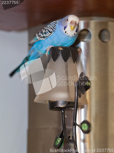 Image of Budgie on lamp