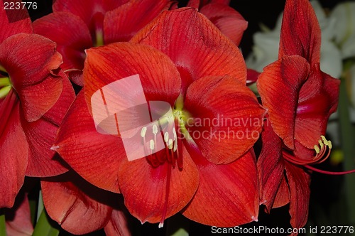 Image of Red Flower